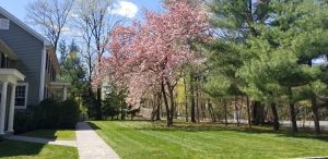 Magnolia Tree in Bloom